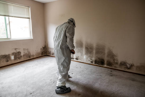 DIY Mold Remediation